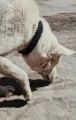 A cream-colored dog with a black collar stands on a dirt path, sniffing the ground.
