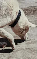 A cream-colored dog with a black collar stands on a dirt path, sniffing the ground.