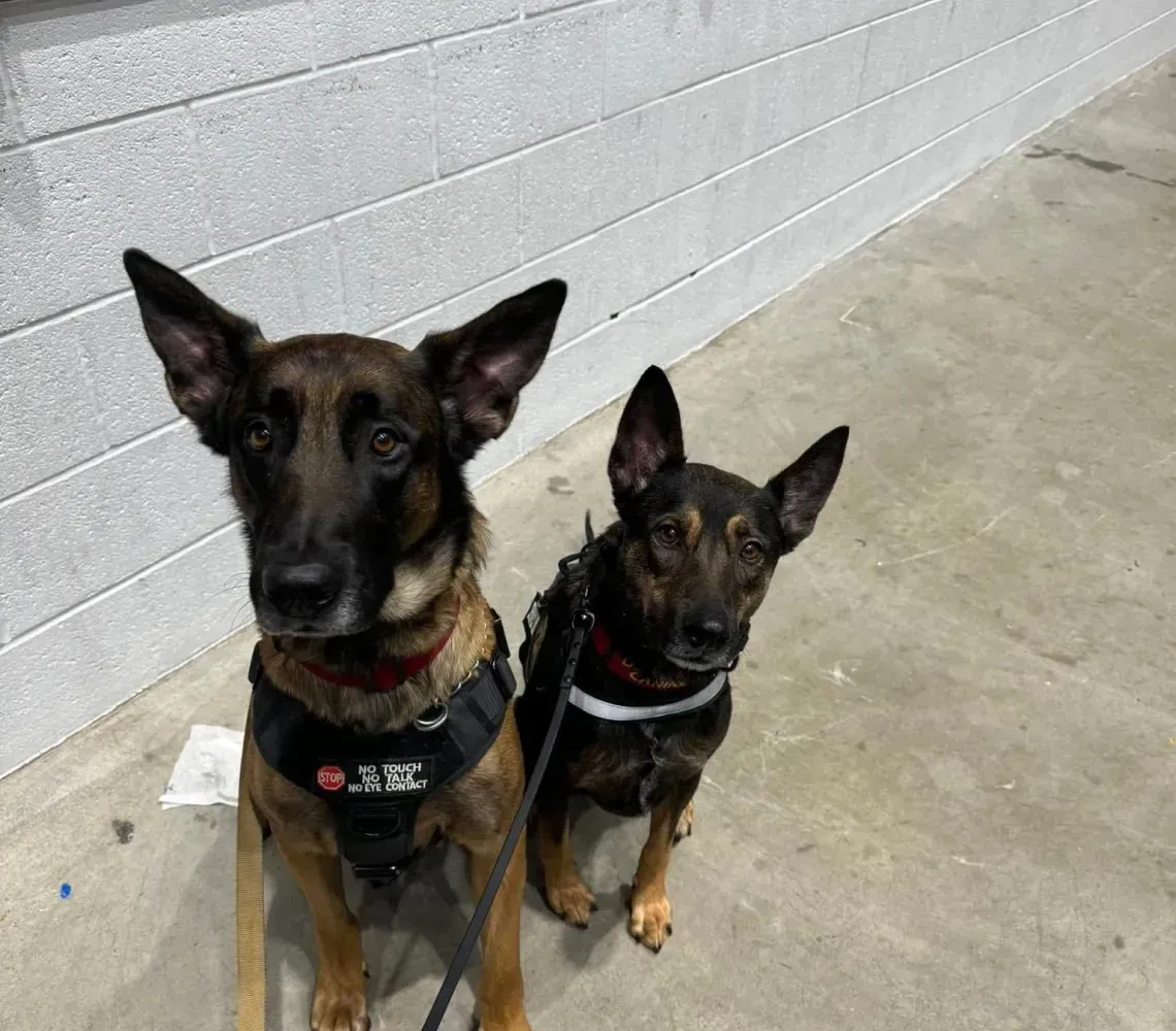 Two Belgian Malinois dogs in black tactical harnesses sit on a concrete surface next to a grey brick wall.