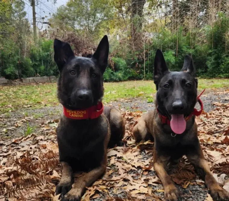 Two black dogs wearing red bandanas lying on fallen leaves in a wooded yard