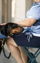 A black-and-tan dog wearing a blue bandana rests its head on the lap of a person sitting on a chair.