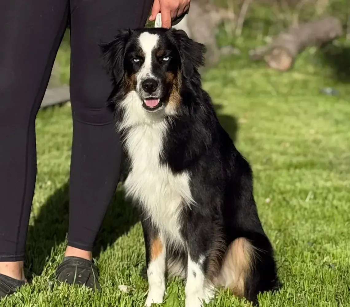 Black and white dog sitting on grass beside a person in black leggings and sneakers