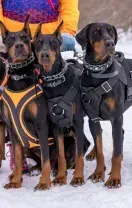 Four Dobermans in harnesses stand together in the snow, viewed from the front.