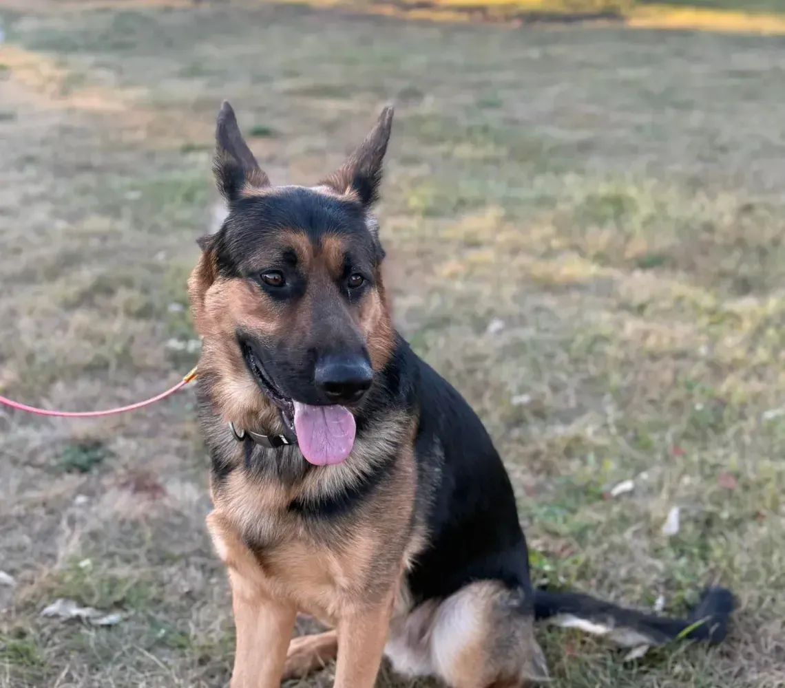 A German Shepherd sits on grass in a park, wearing a red leash and panting with its tongue out.