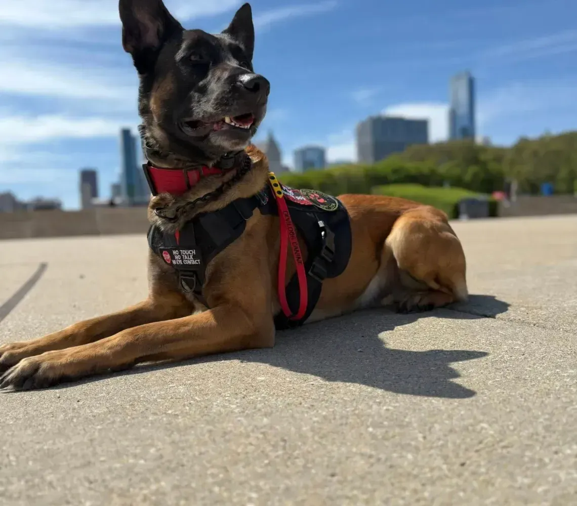 A tan and black Belgian Malinois wearing a harness lies on a paved surface with a city skyline in the background.