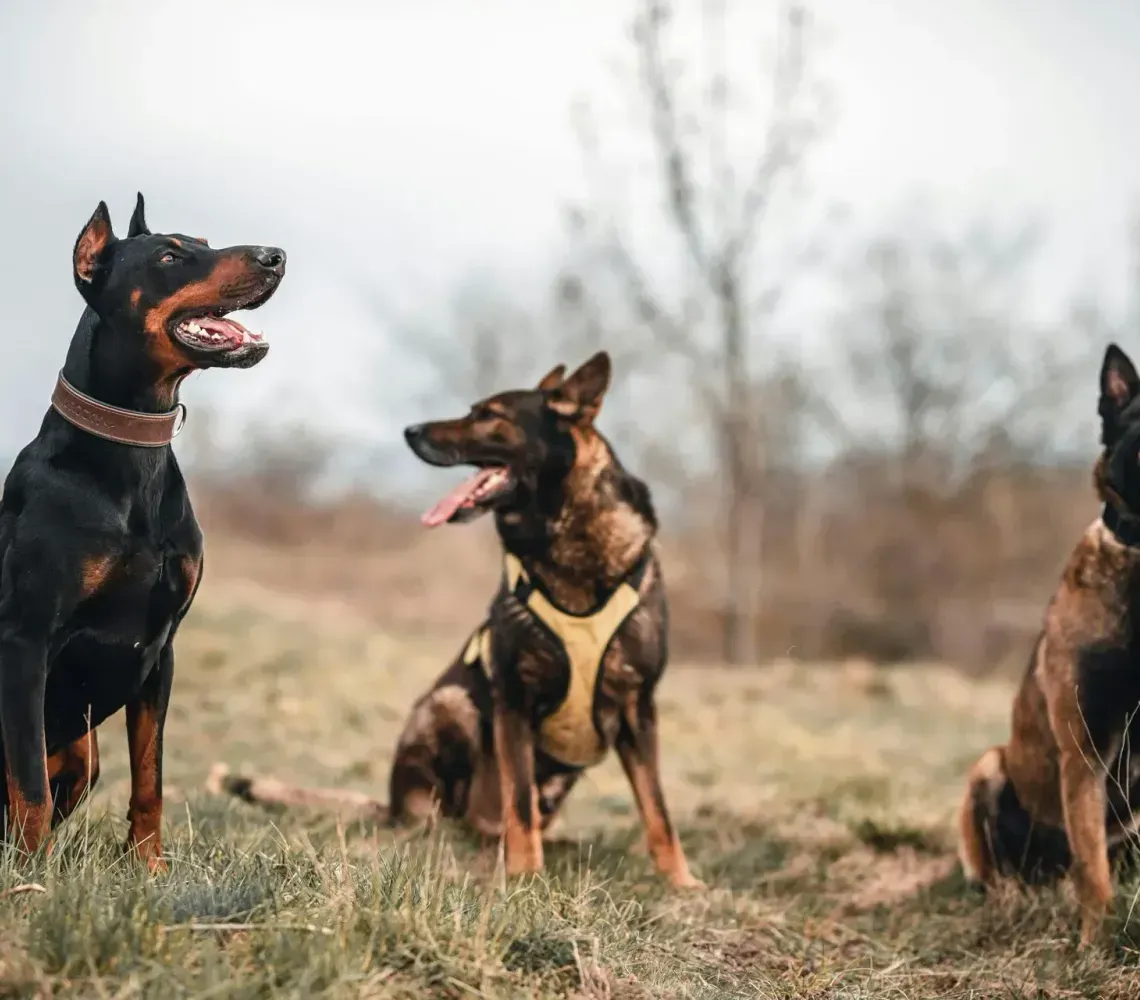 Three Doberman pinschers sitting in a grassy field, two black-and-tan and one brindle, with ears perked.