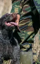 A German Wirehaired Pointer panting happily beside a person wearing camouflage hunting gear and green rubber boots.