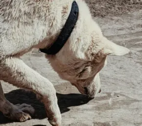 White dog with black collar sniffing the ground outdoors on a rocky surface