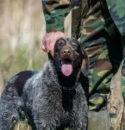 A person in camouflage clothing pets a brown and white speckled hunting dog with its tongue out in a grassy field.
