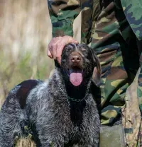 A person in camouflage clothing pets a brown and white speckled hunting dog with its tongue out in a grassy field.