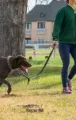 A person in a green jacket walking a brown, spotted dog on a leash across a grassy field near a house.