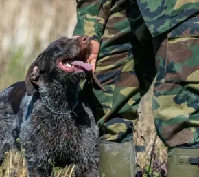 Large black dog with tongue out beside a person in camouflage pants outdoors