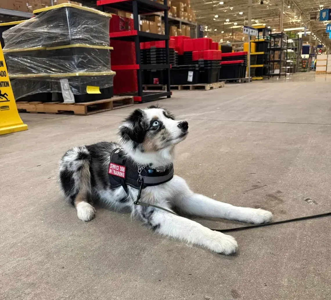 Black service dog wearing a red “DEVILDOG CANINE” collar in a store aisle
