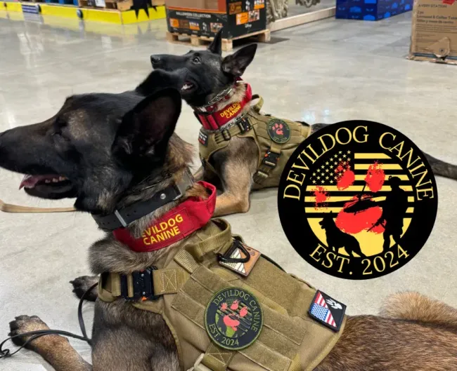 Two military working dogs in tactical vests sitting in a warehouse, with a Devil Dog Canine logo.