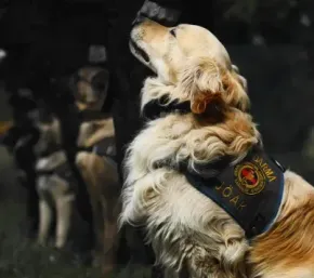 Golden retriever wearing a black vest with a badge, looking up and hugging a person outdoors