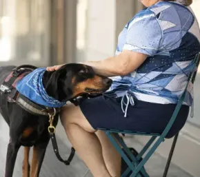 Black dog in a blue vest resting its head on a seated person’s lap indoors