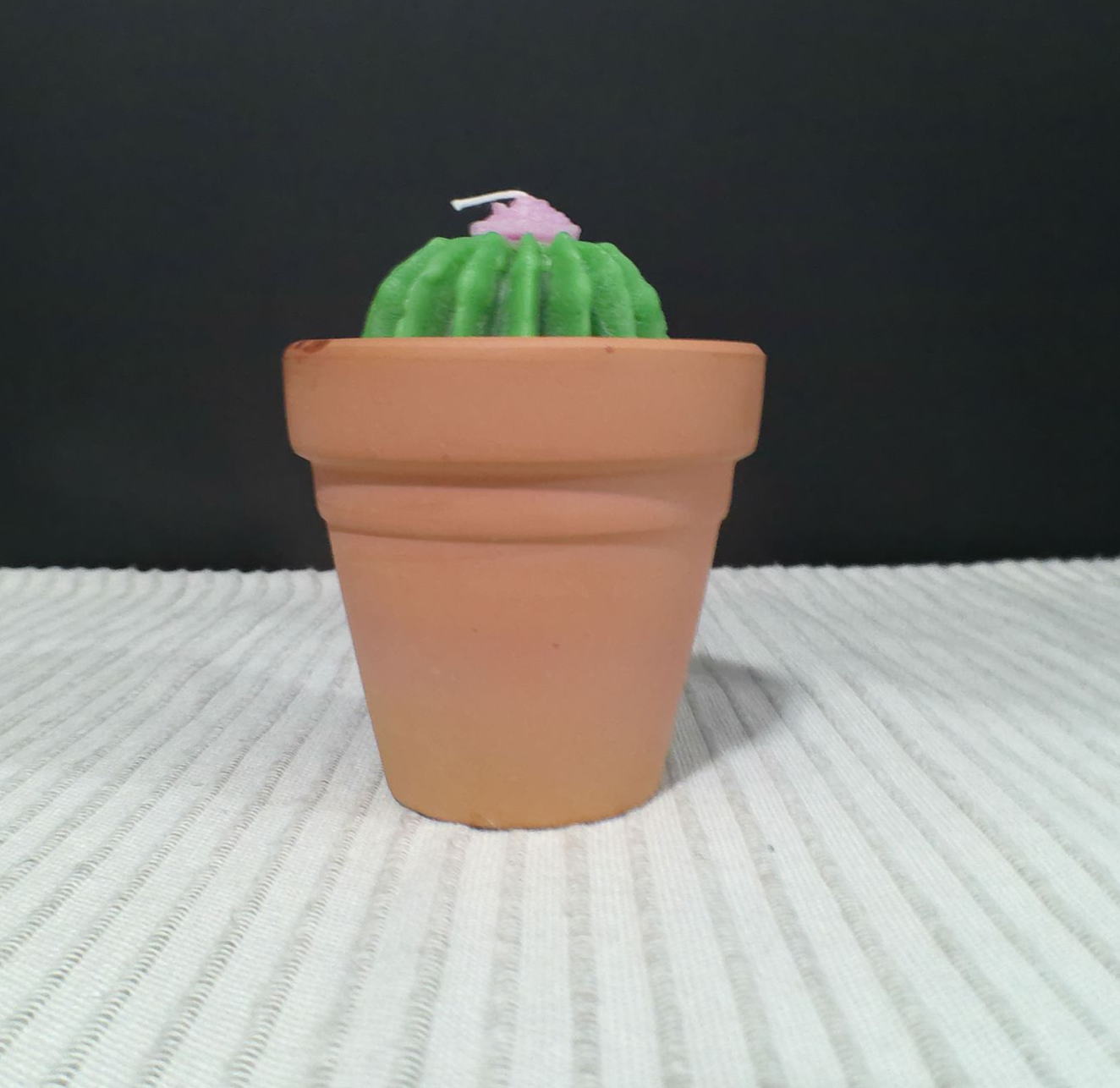 Terra Succulent