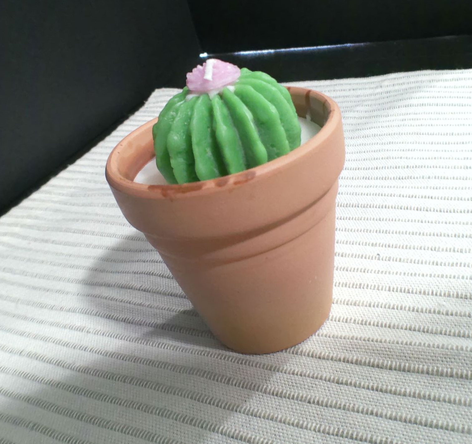Terra Succulent