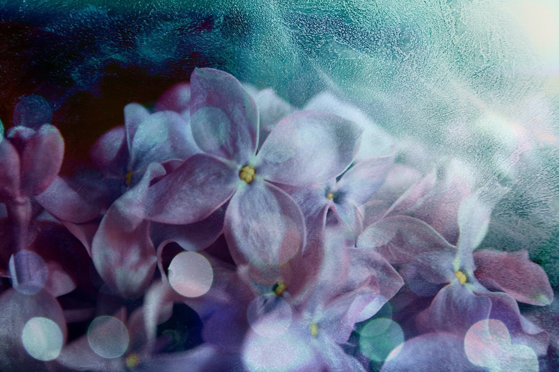 Soft purple hydrangea flowers with a misty, glittering blue and white background.