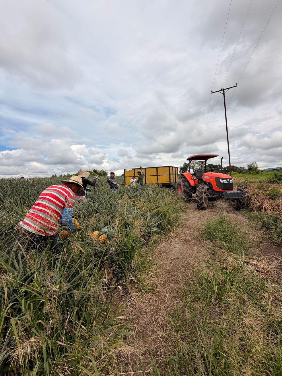 Un trabajador con una camisa de rayas rojas cosecha cultivos junto a un tractor y un remolque bajo un cielo nublado.