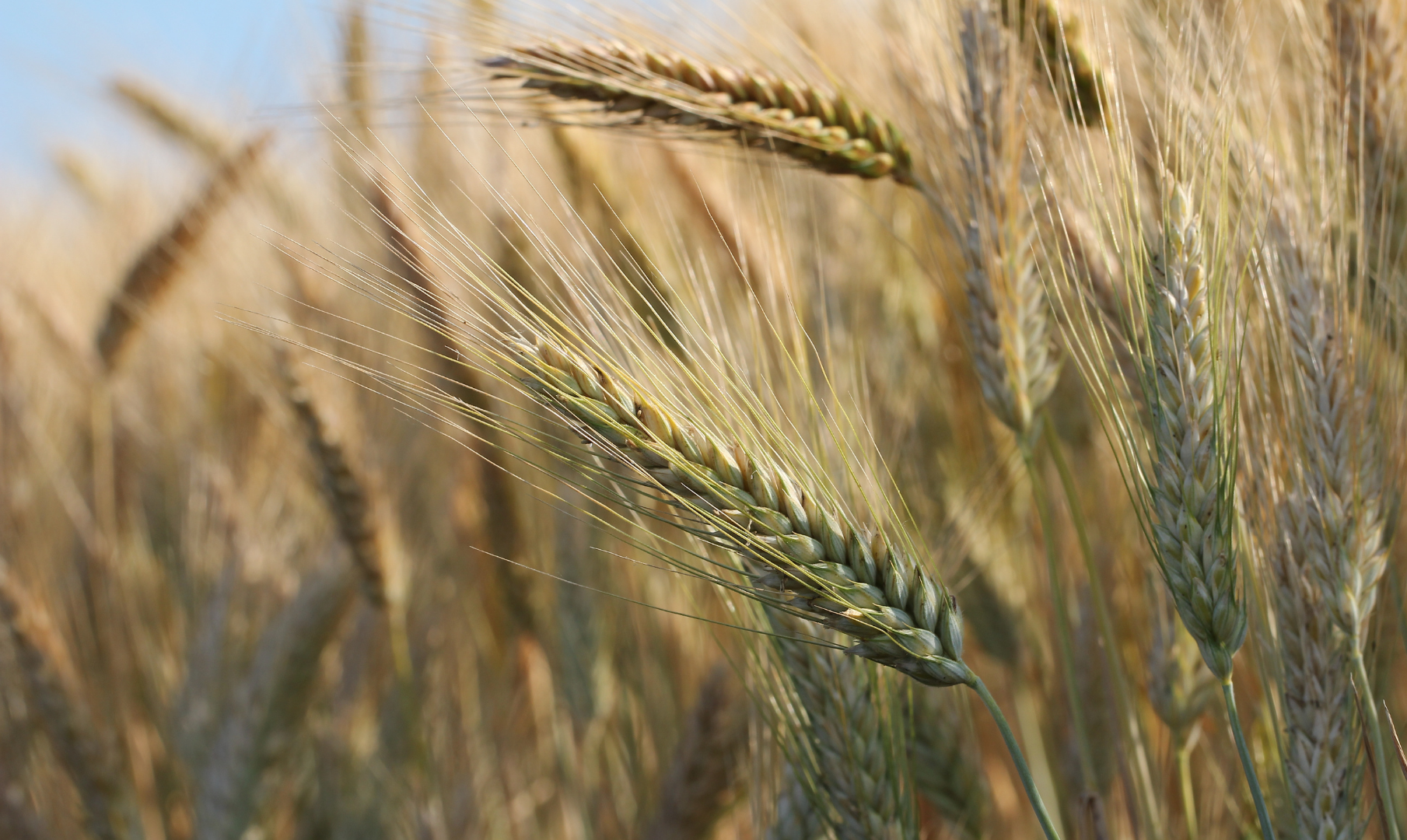 Close-up of green and golden wheat heads in a sunlit field before harvest, with fine awns catching the light.