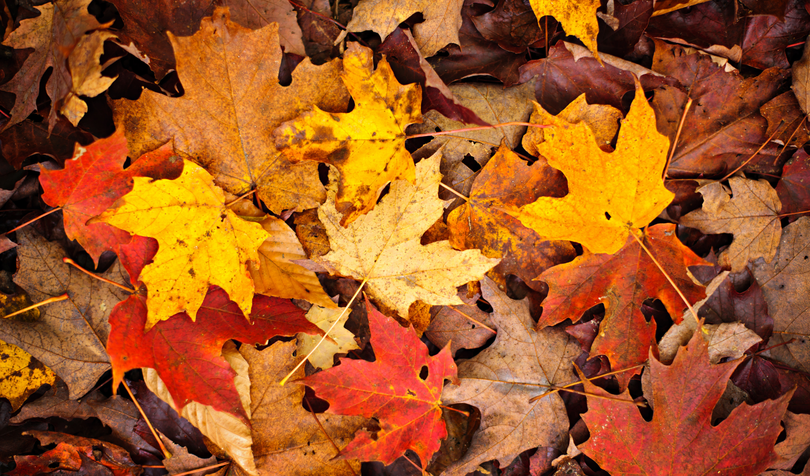 Colorful autumn leaves in shades of red, orange, and yellow scattered on the ground.