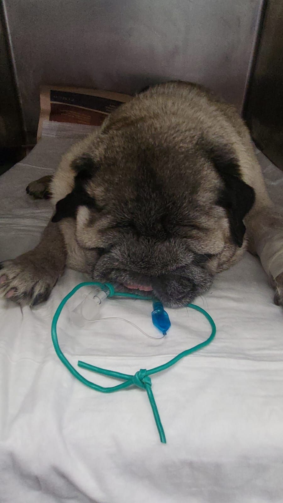 Cucciolo di carlino sdraiato su una superficie bianca, con un tubo verde annodato davanti al muso.