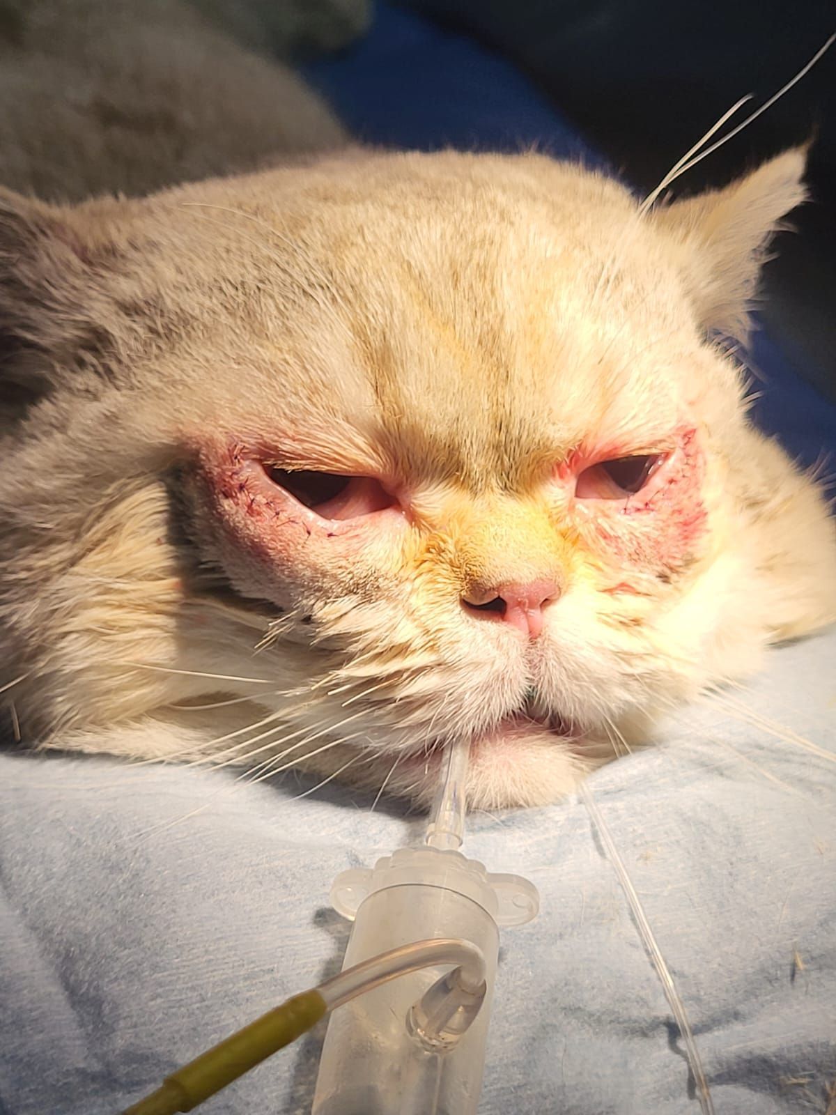 Un gatto con un'eruzione cutanea rossa intorno agli occhi e al naso è sdraiato su una superficie blu, con un tubo vicino alla bocca.