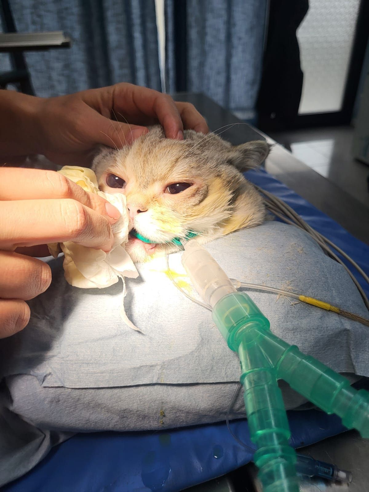 Gatto con tubo dell'ossigeno, assistito da una persona. Ambiente medico; blu, marrone chiaro, verde.