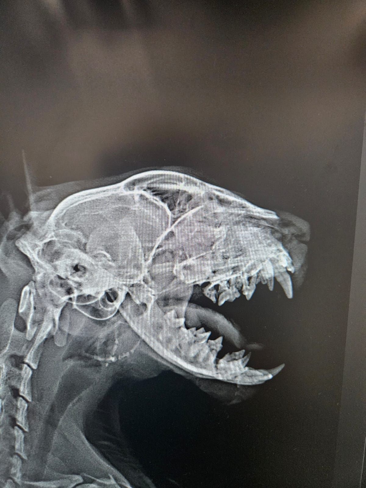 Radiografia del cranio di un gatto di profilo, che mostra denti, orbite oculari e altri dettagli scheletrici.