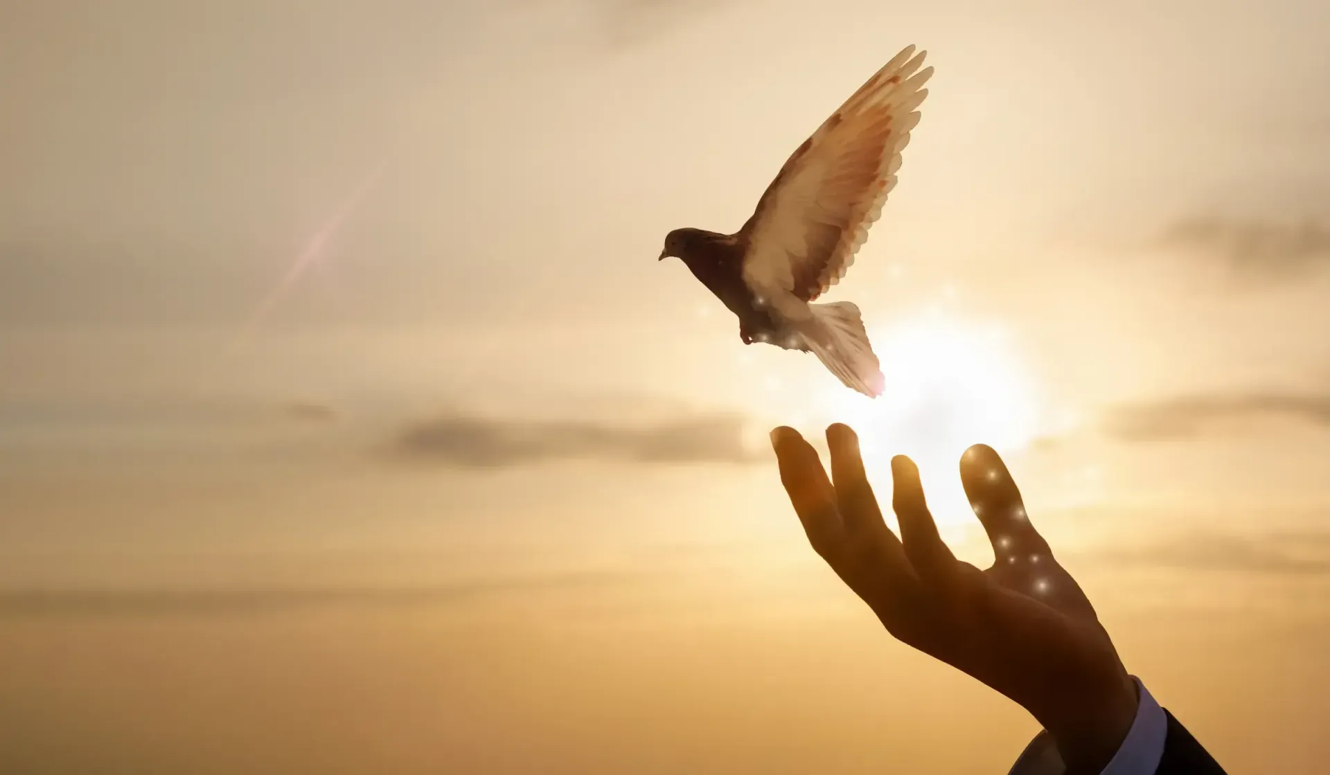a person is reaching out to a bird in a field at sunset .