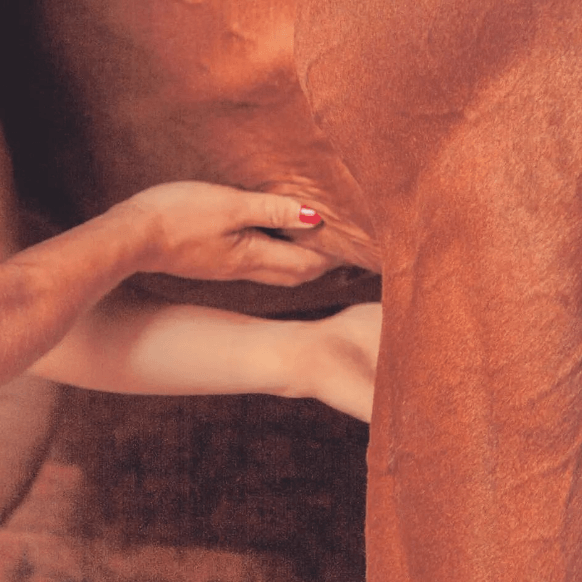 Massage équin et suivi sportif Genève