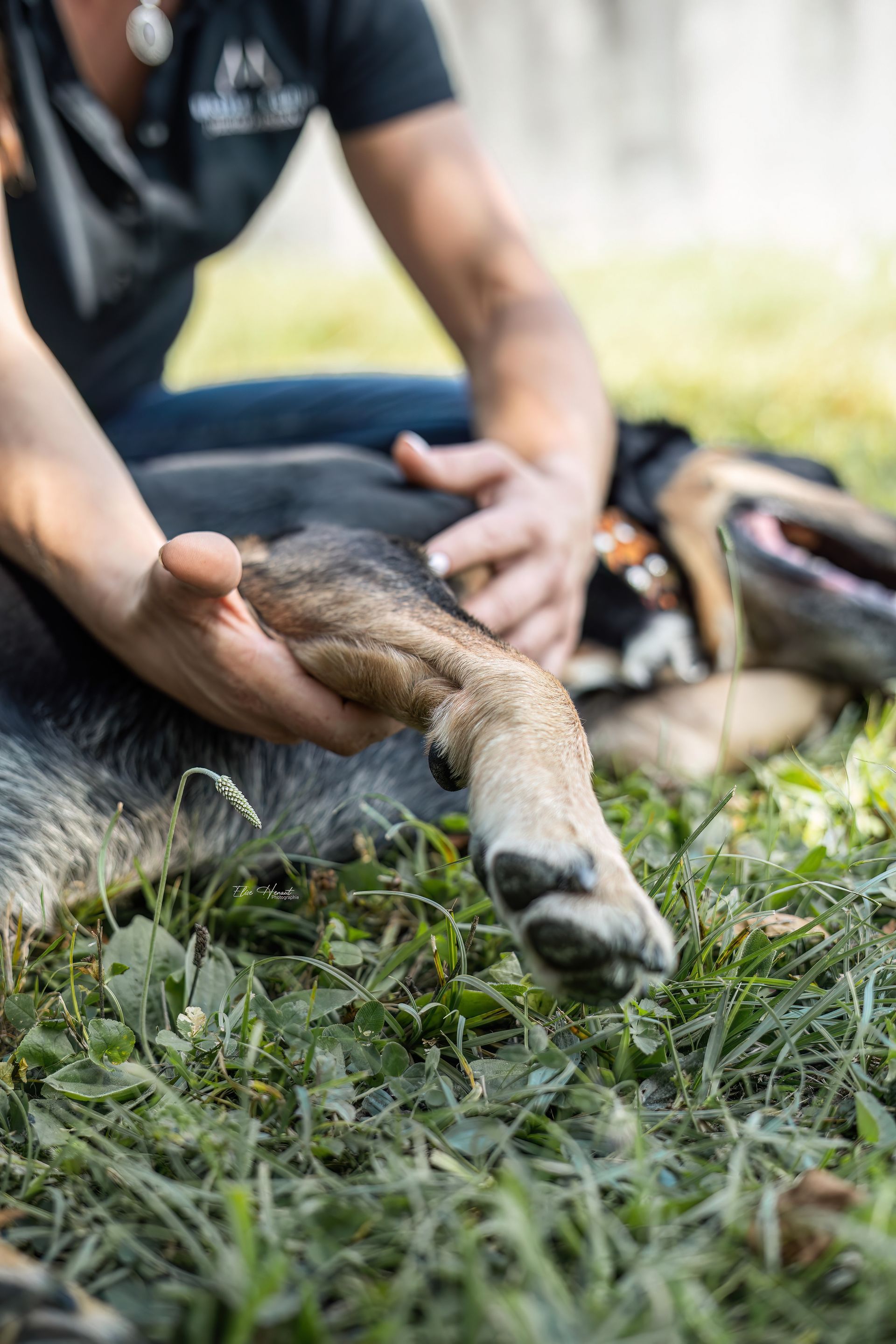 massage canin