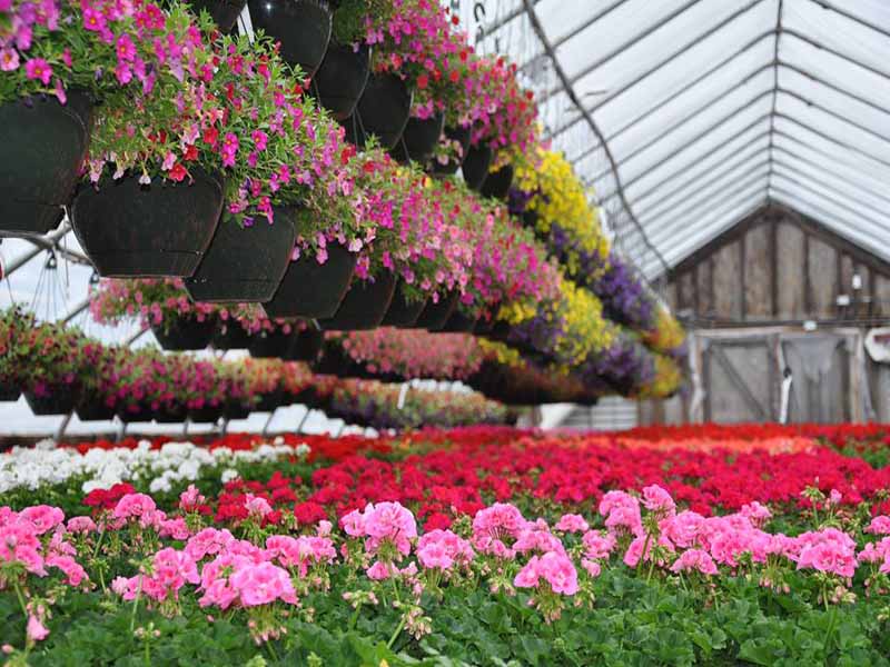 Spragues Nursery Garden Center