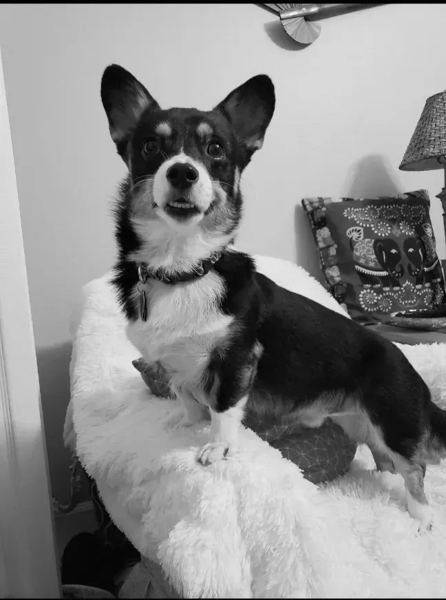 A black and white photo of a dog sitting on a bed