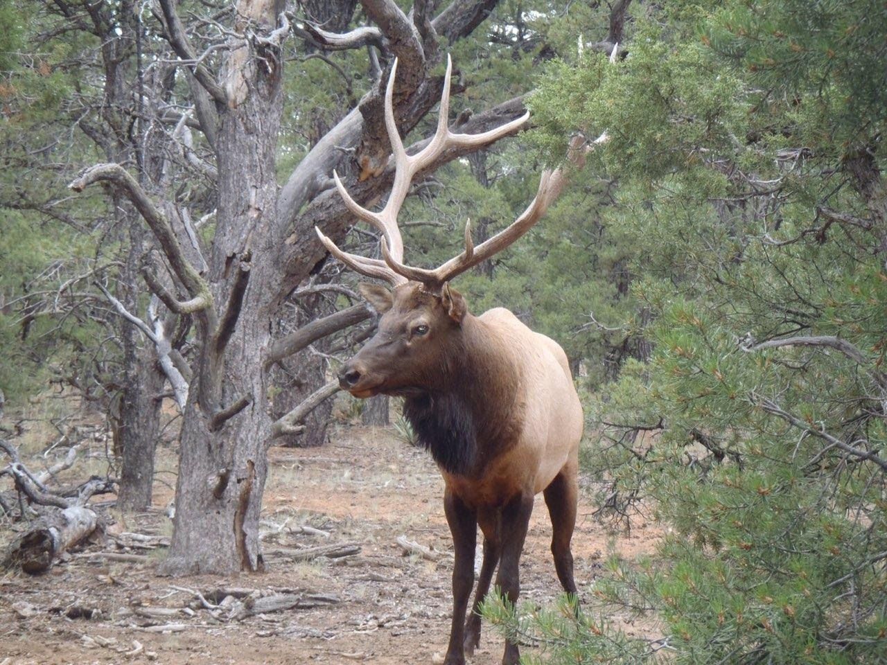 Arizona Mule deer hunting, Arizona deer hunting guide