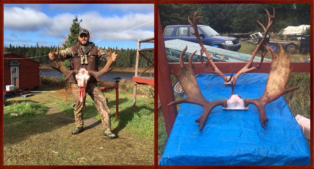 A man is standing next to a moose antlers on a blue tarp.