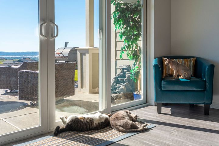 Two cats napping on a sunlit floor by glass doors, with a teal chair and patio outside.