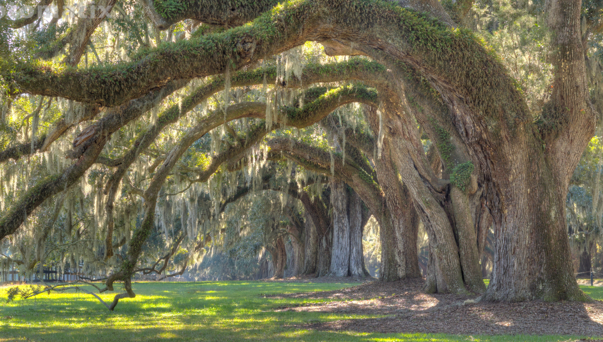 Canopy of oak trees dripping with Spanish Moss