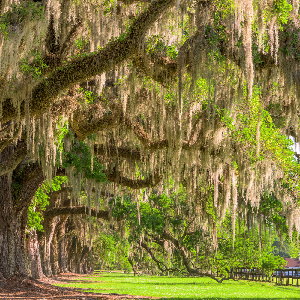 Oak tree with Spanish Moss