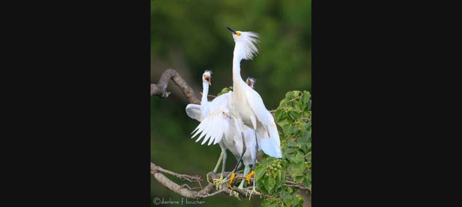 Rips Rookery Rip's Rookery, Birds on Jefferson Island | New Iberia, LA