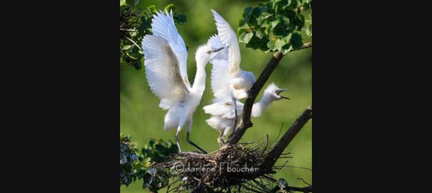 Rips Rookery Rip's Rookery, Birds on Jefferson Island | New Iberia, LA