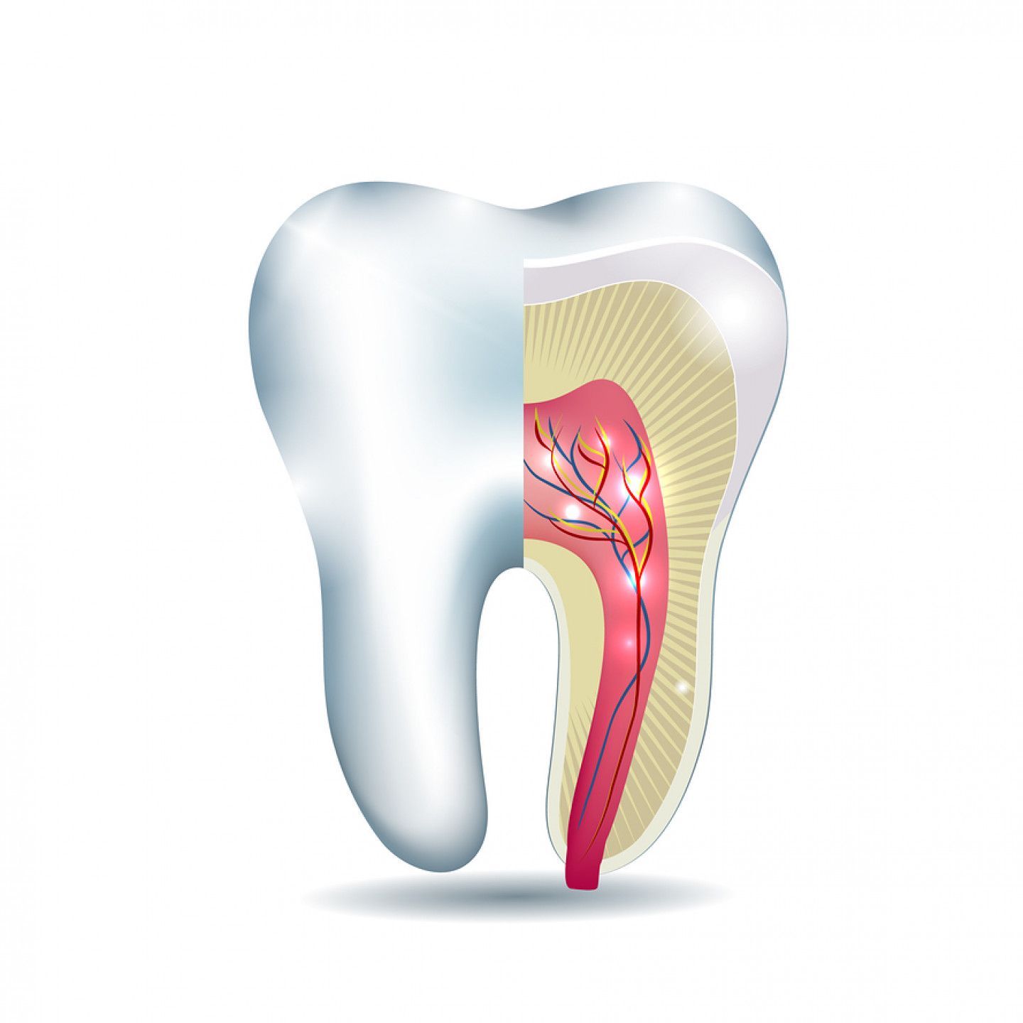 Cross-section illustration of a tooth showing outer enamel, inner pulp with blood vessels, and root canal.