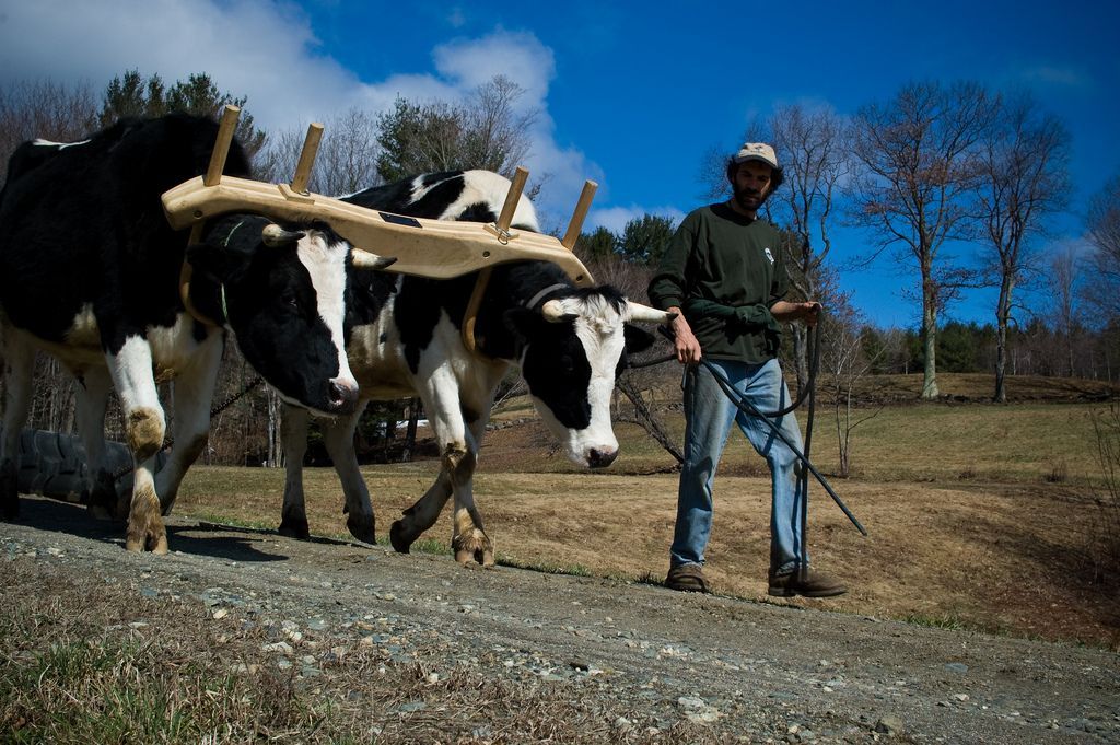 A man guides two oxen yoked together along a dirt path on a sunny day.