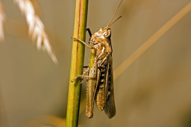 Brown grasshopper clinging to a green stem, outdoors.