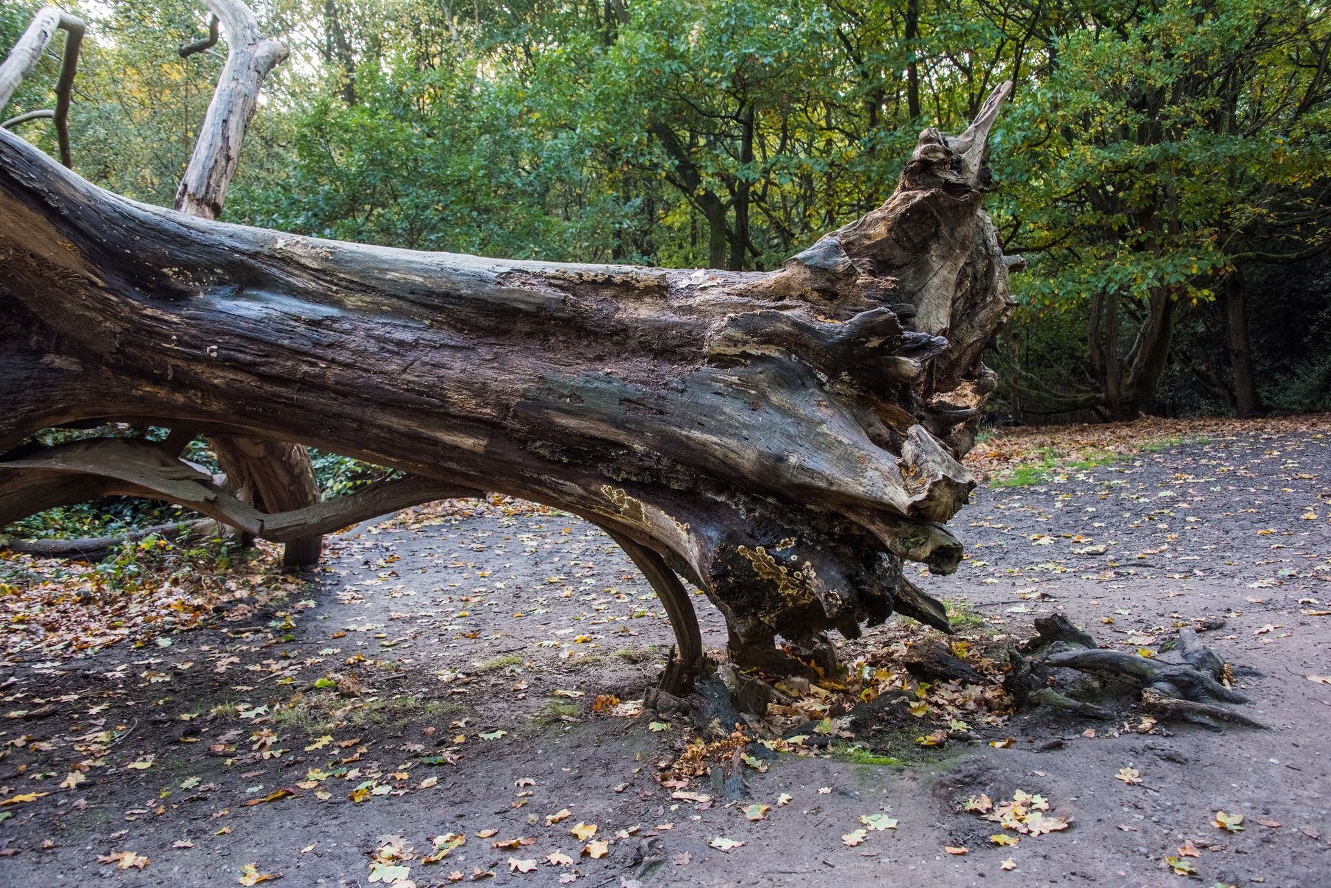 Fallen tree trunk in a forest. Dark bark, scattered leaves on the ground.