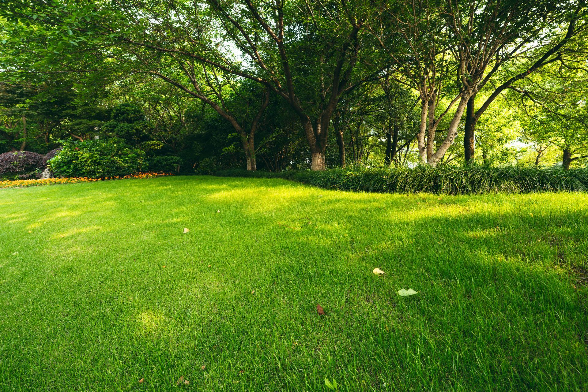 Lush green lawn with trees in the background, bathed in sunlight. Lush green lawn with trees in the background, bathed in sunlight.