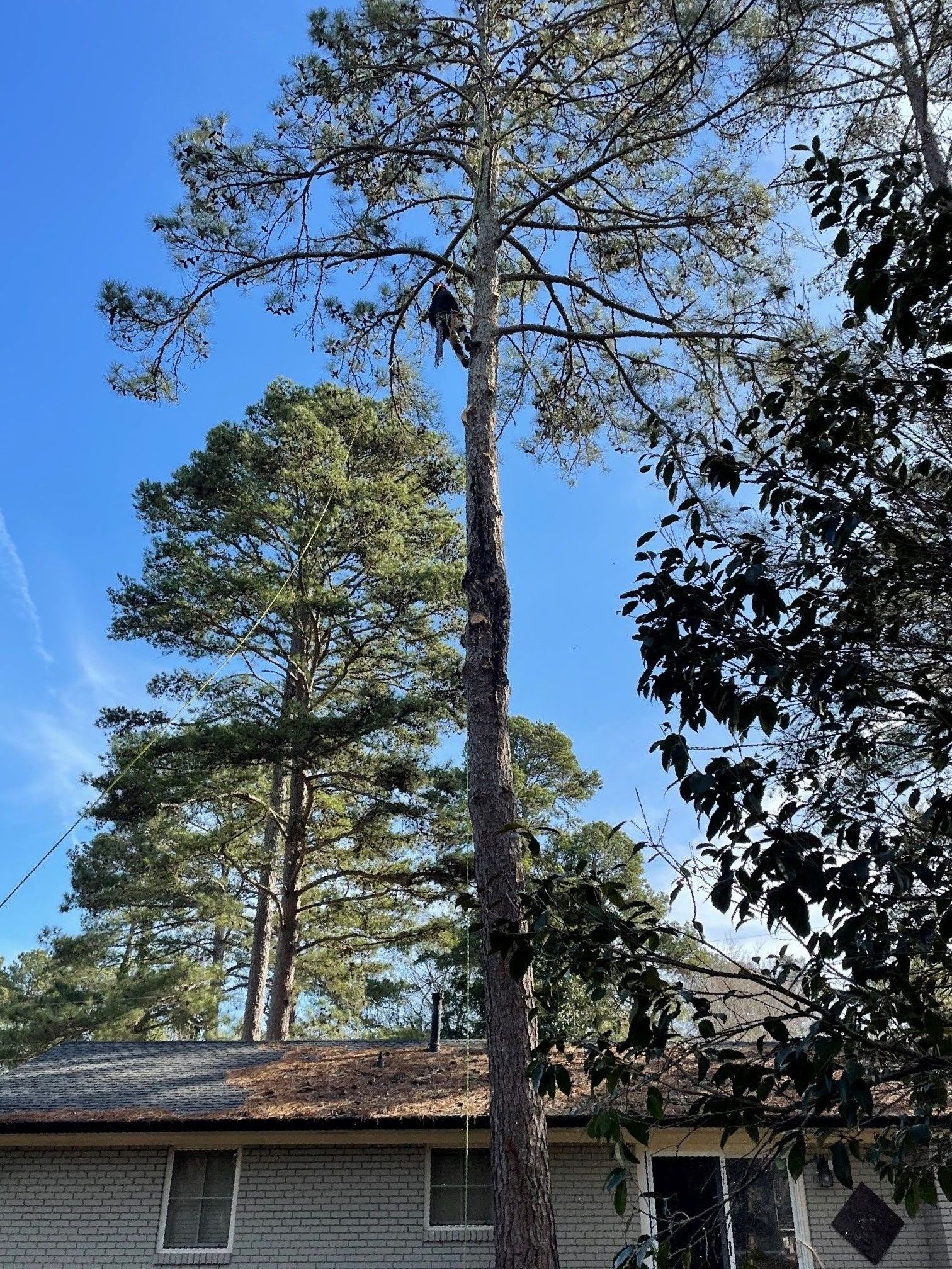 Tree Removal Danielsville, GA Cowart Tree Service LLC