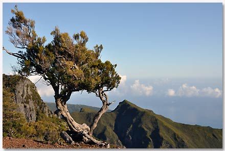 Un albero con il tronco contorto si erge sulla cima di una montagna