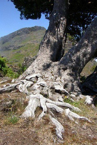 Un albero con una montagna sullo sfondo e le radici visibili